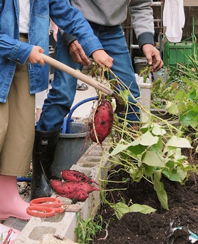 家庭菜園で豊作