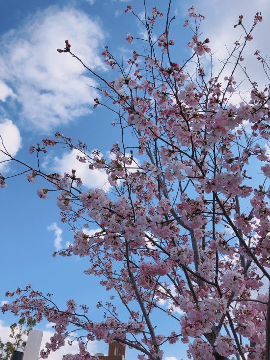 春の芽吹きと癒しタイム