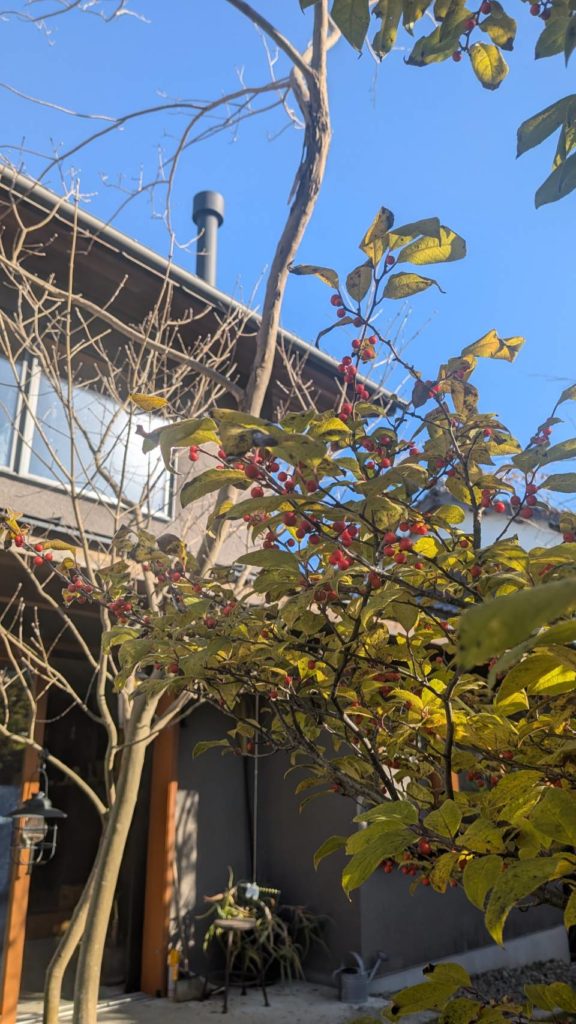 ウメモドキ満開