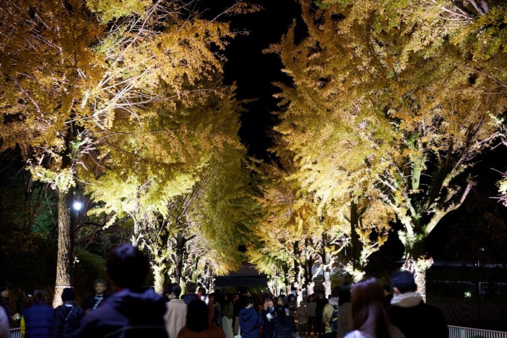 地元のいちょう並木