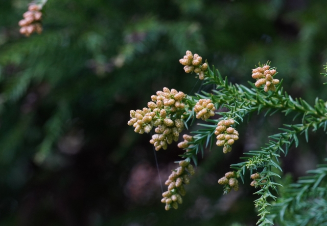 竹内　点鼻薬卒業