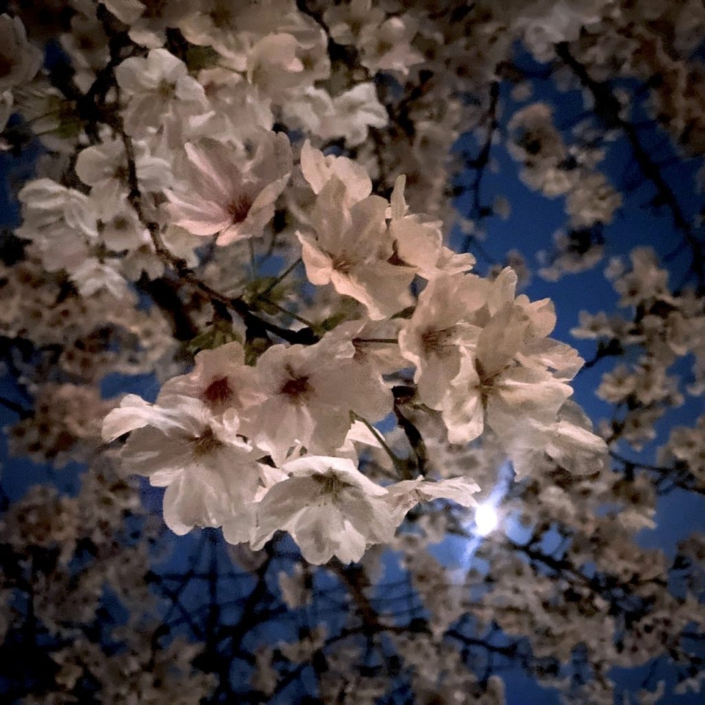 仕事終わりにお花見へ行ってきました🌸